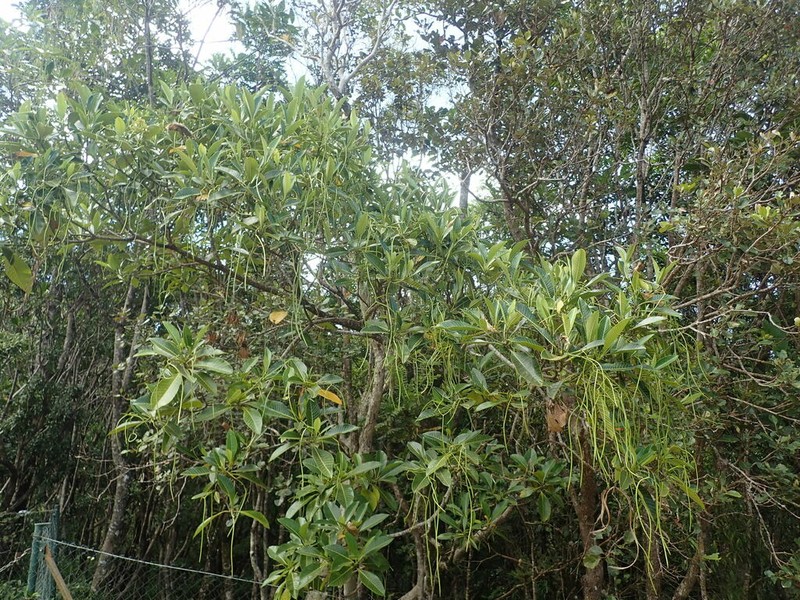Alstonia costata photo 8