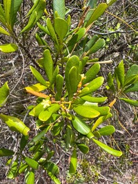 Alstonia deplanchei