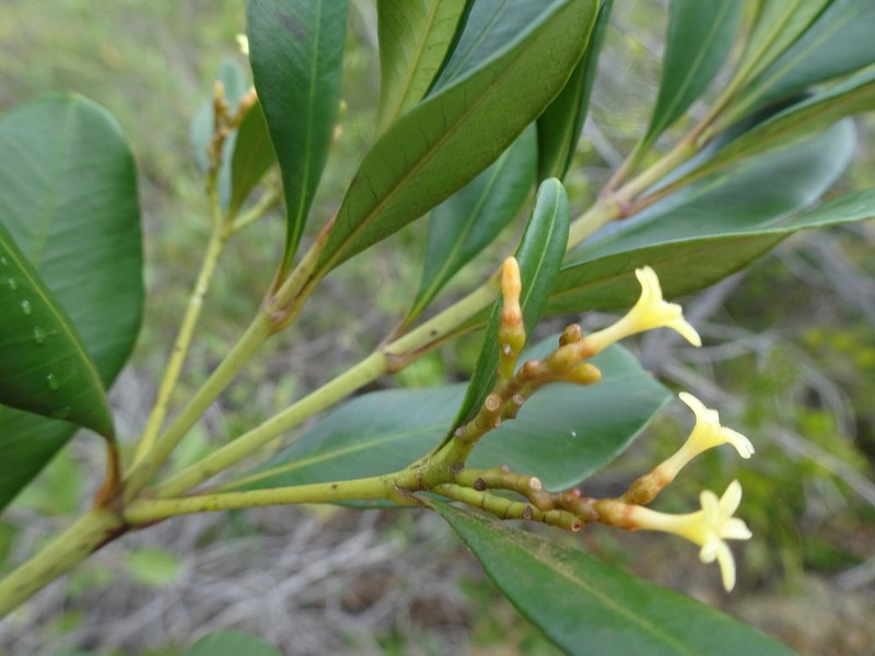 Alstonia deplanchei photo 2