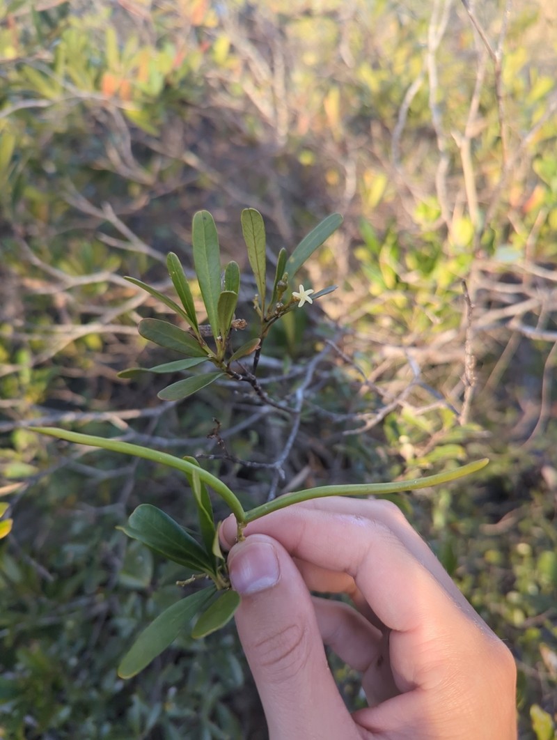 Alstonia deplanchei photo 4