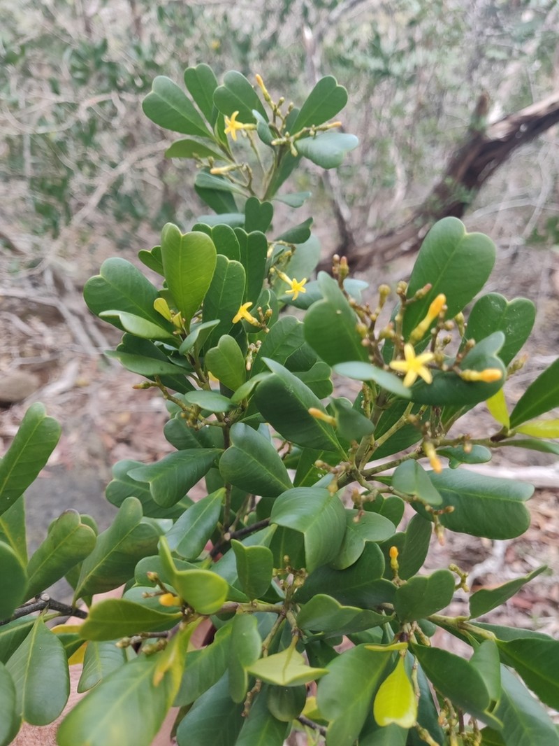 Alstonia deplanchei photo 5