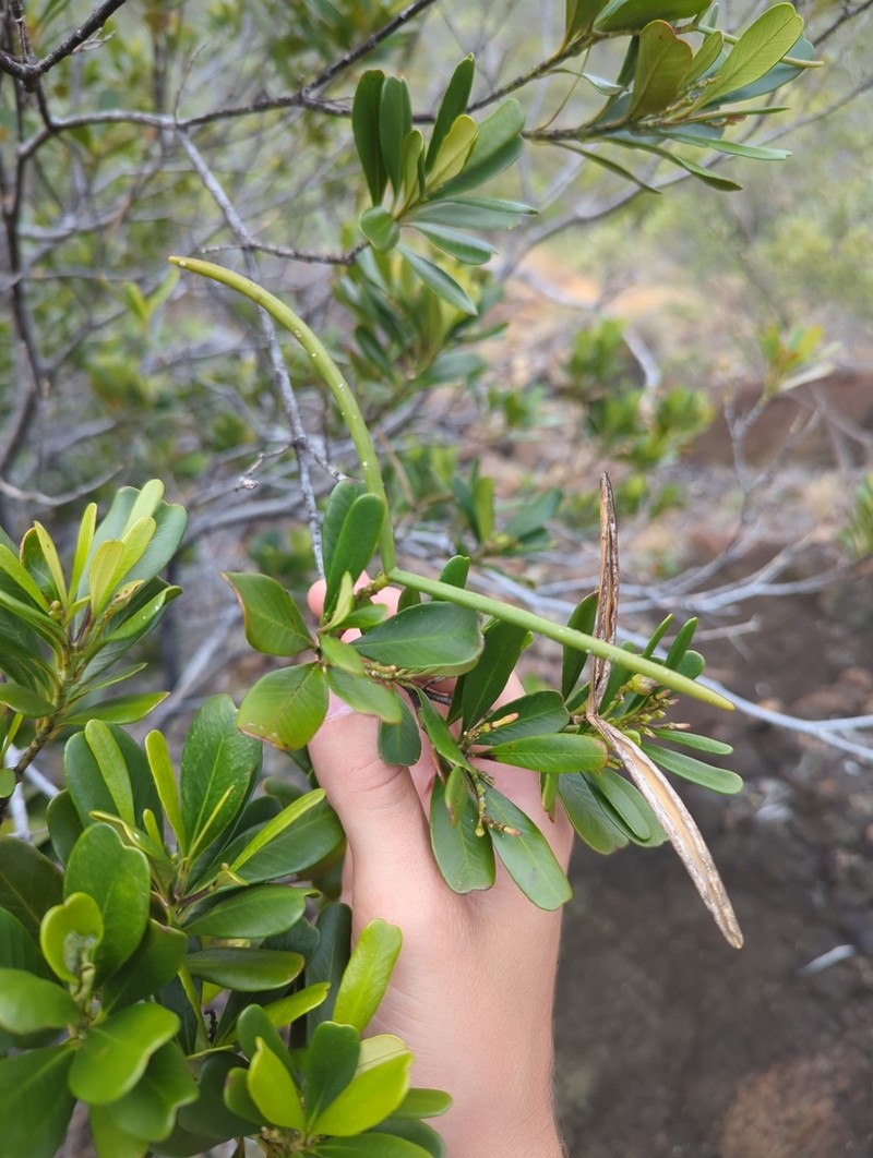 Alstonia deplanchei photo 6