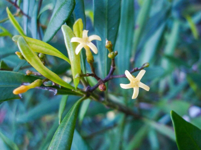 Alstonia deplanchei photo 7