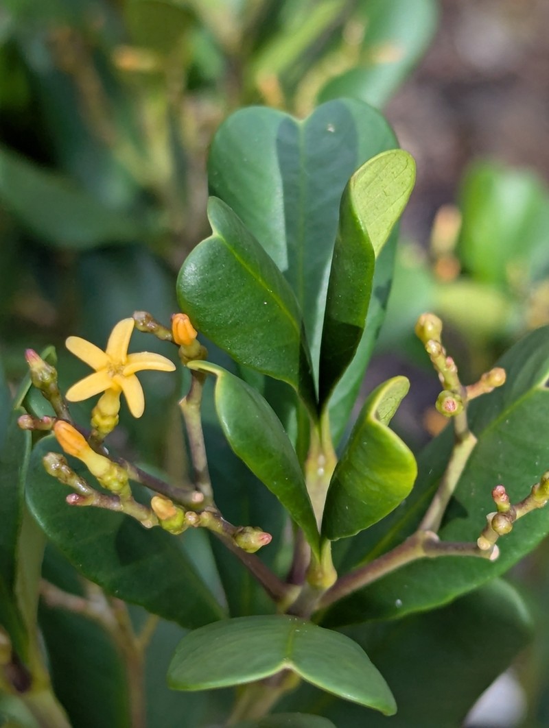 Alstonia deplanchei photo 8