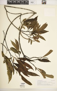 Alstonia lanceolata