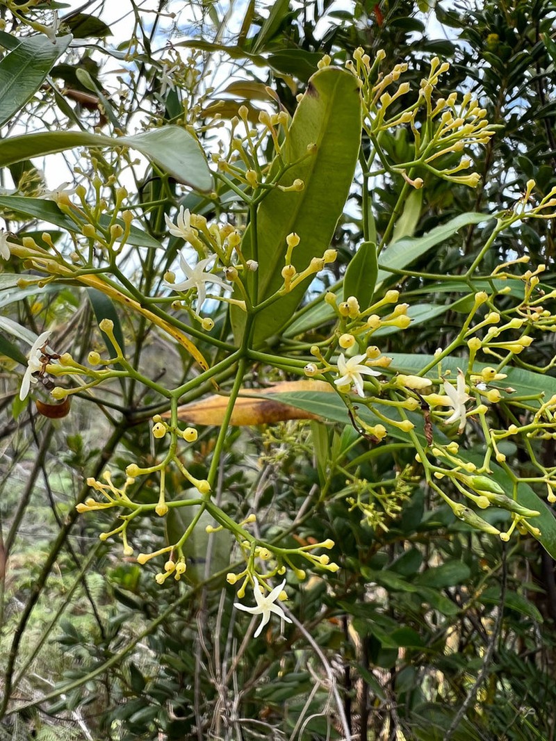 Alstonia lenormandii