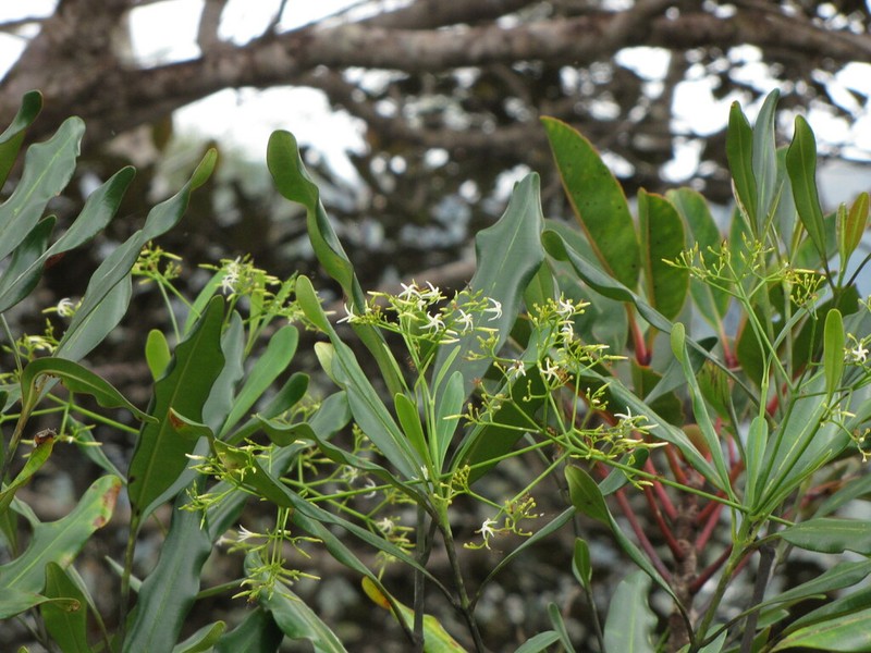 Alstonia lenormandii photo 2