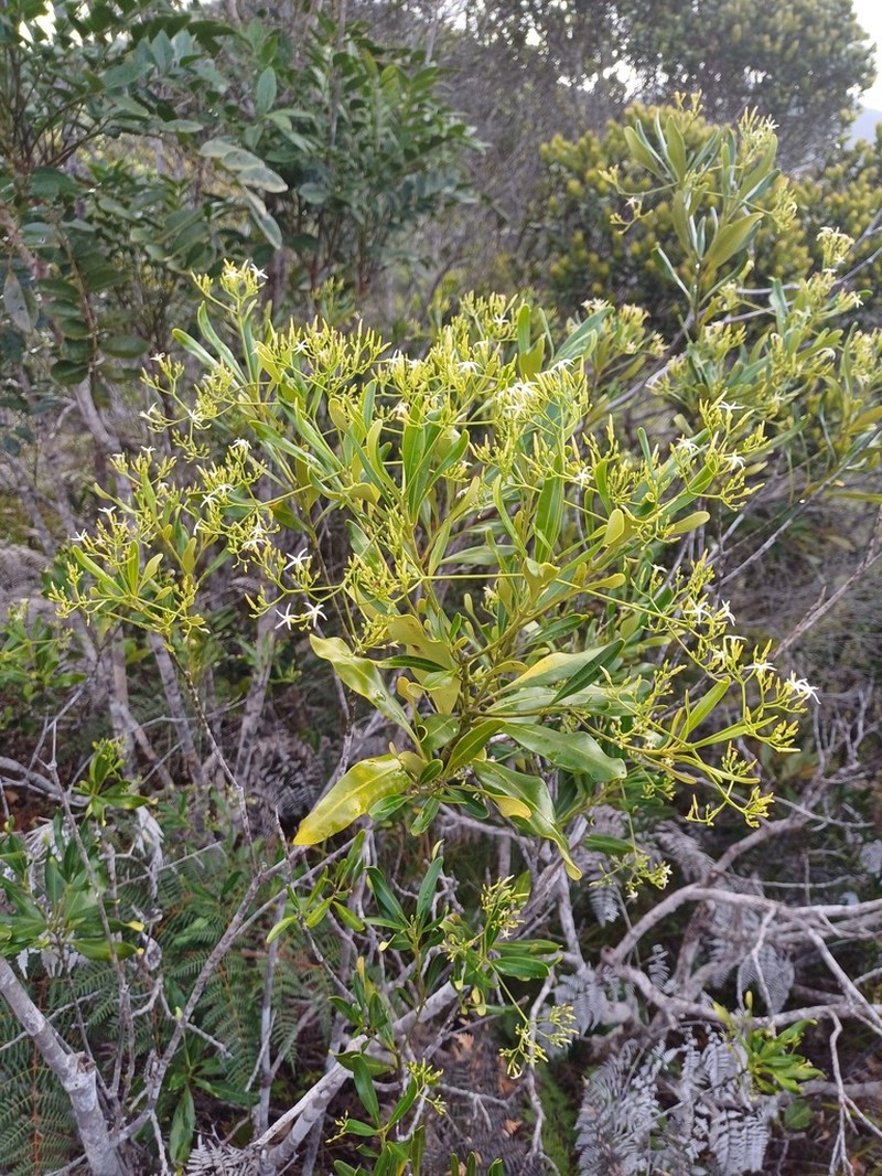 Alstonia lenormandii photo 3