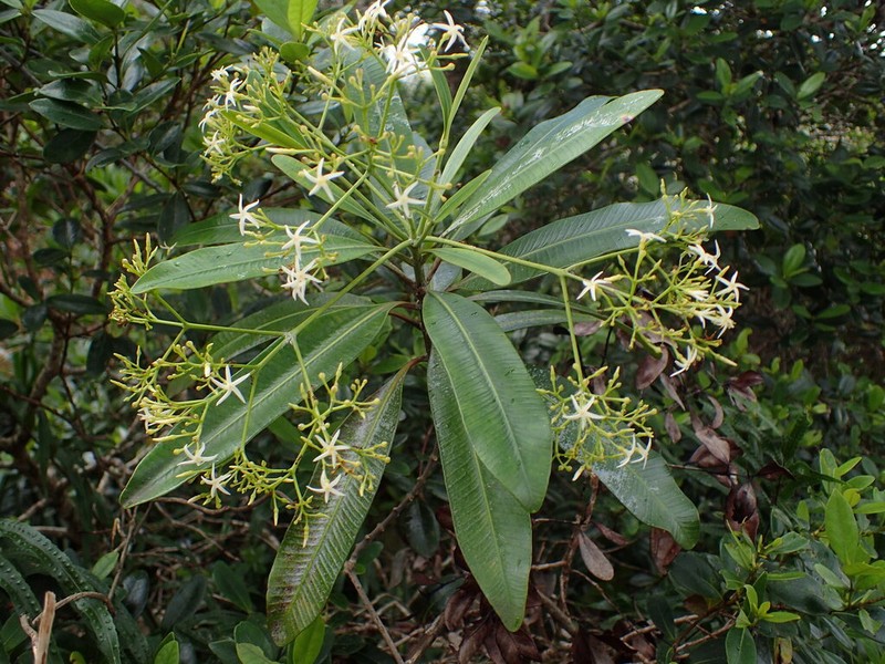 Alstonia lenormandii photo 4