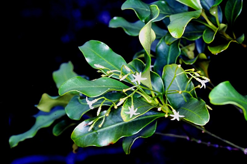 Alstonia lenormandii photo 5