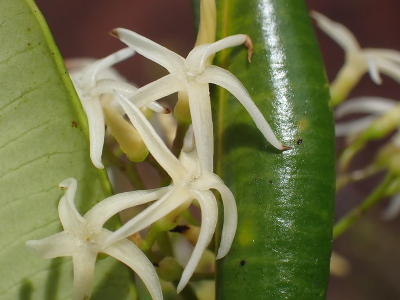 Alstonia lenormandii photo 7