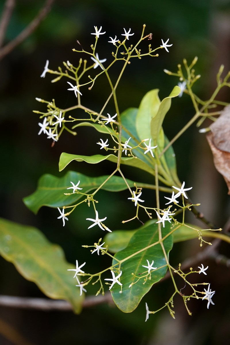 Alstonia lenormandii photo 8