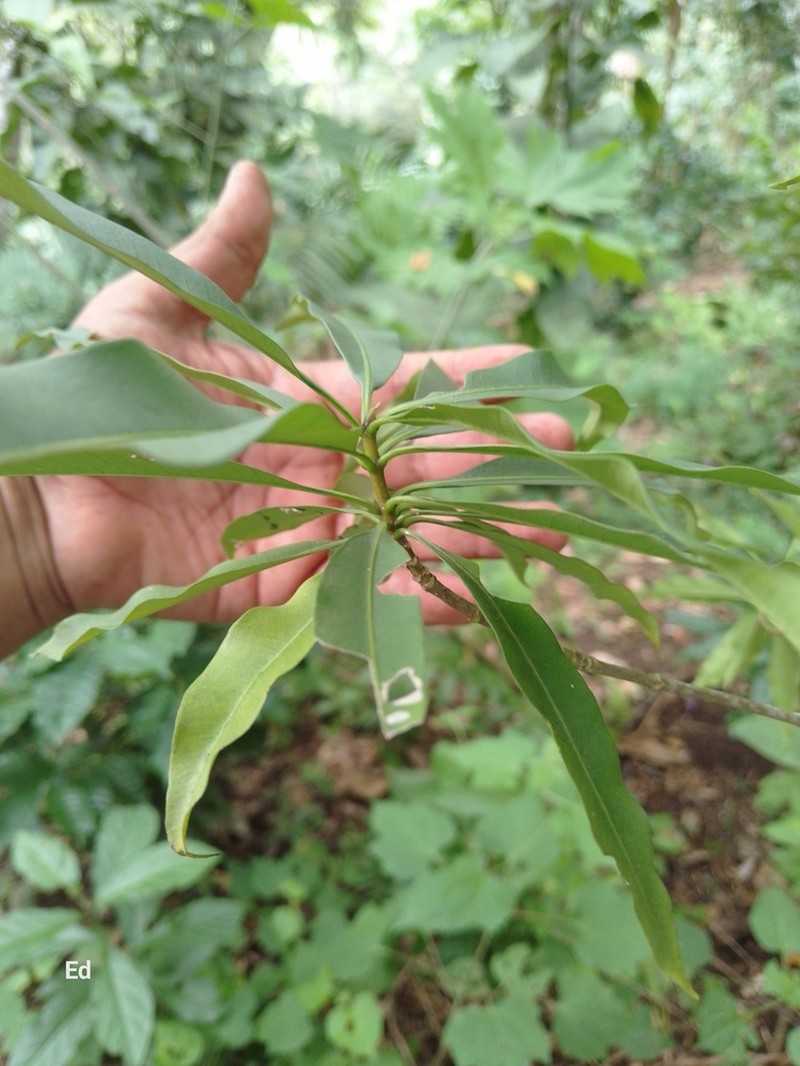 Alstonia longifolia photo 2