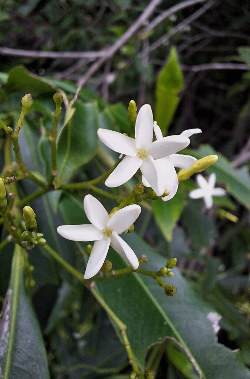 Alstonia longifolia photo 3