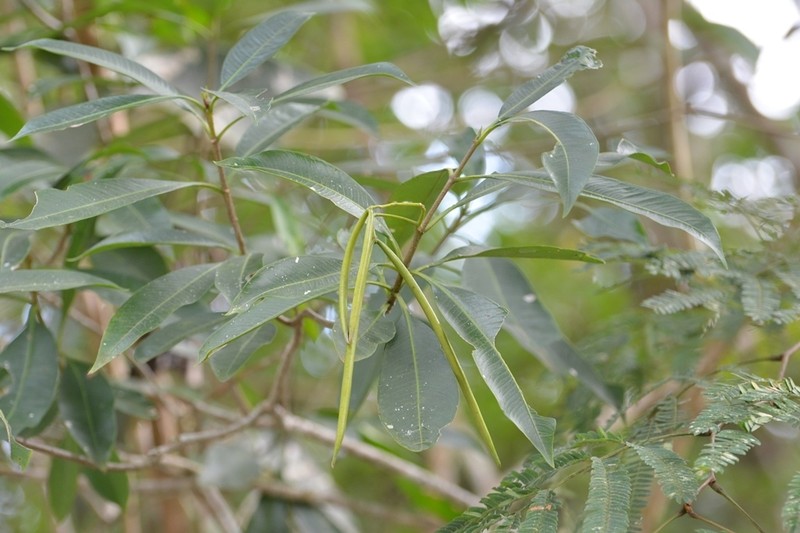 Alstonia longifolia photo 4