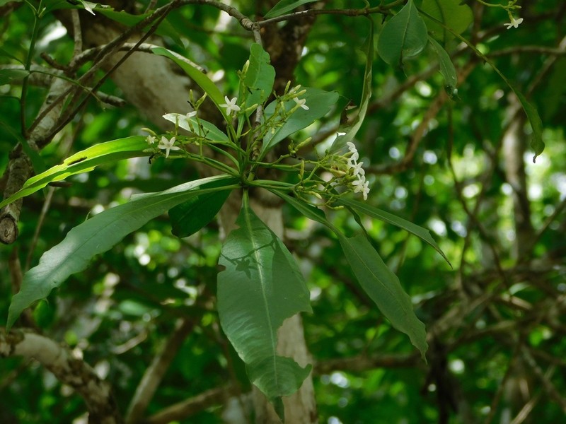 Alstonia longifolia photo 5