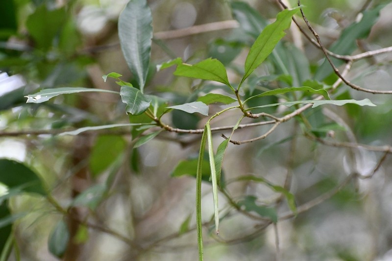 Alstonia longifolia photo 6