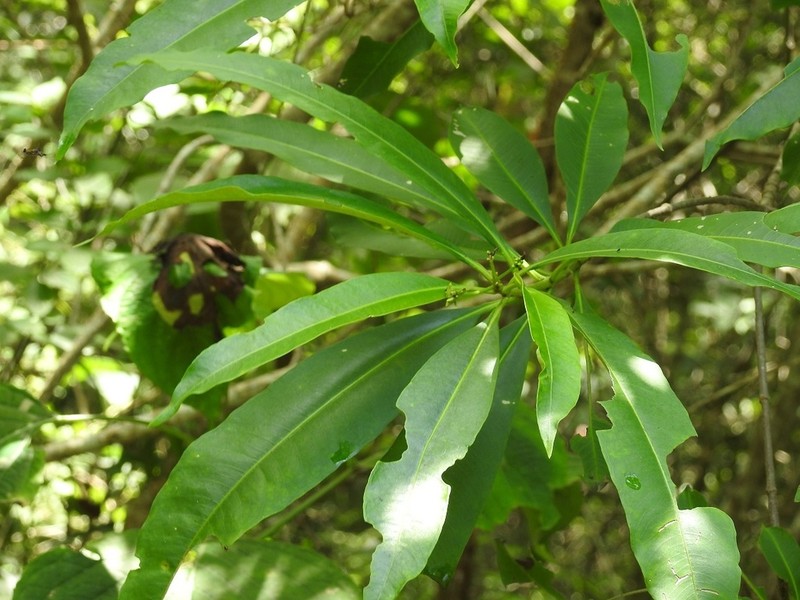 Alstonia longifolia photo 7