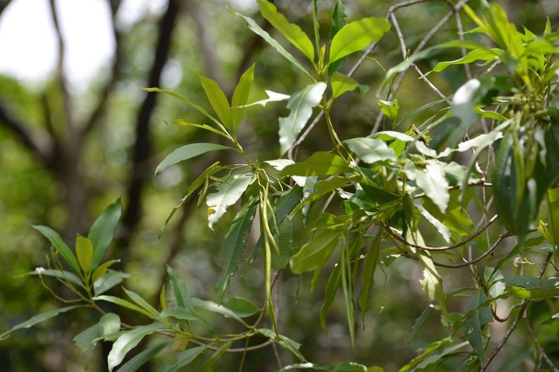 Alstonia longifolia photo 8