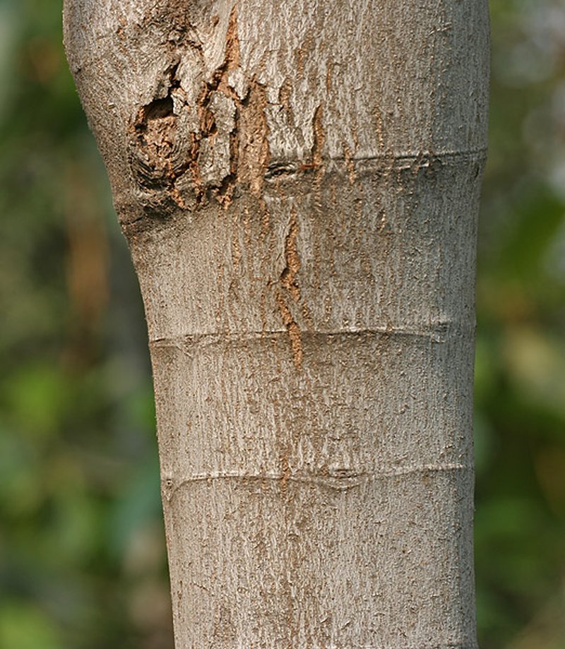 Deviltree photo 2