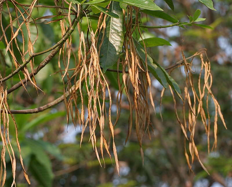 Deviltree photo 3
