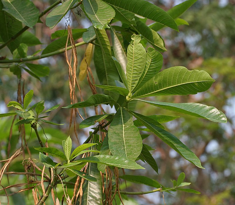 Deviltree photo 4