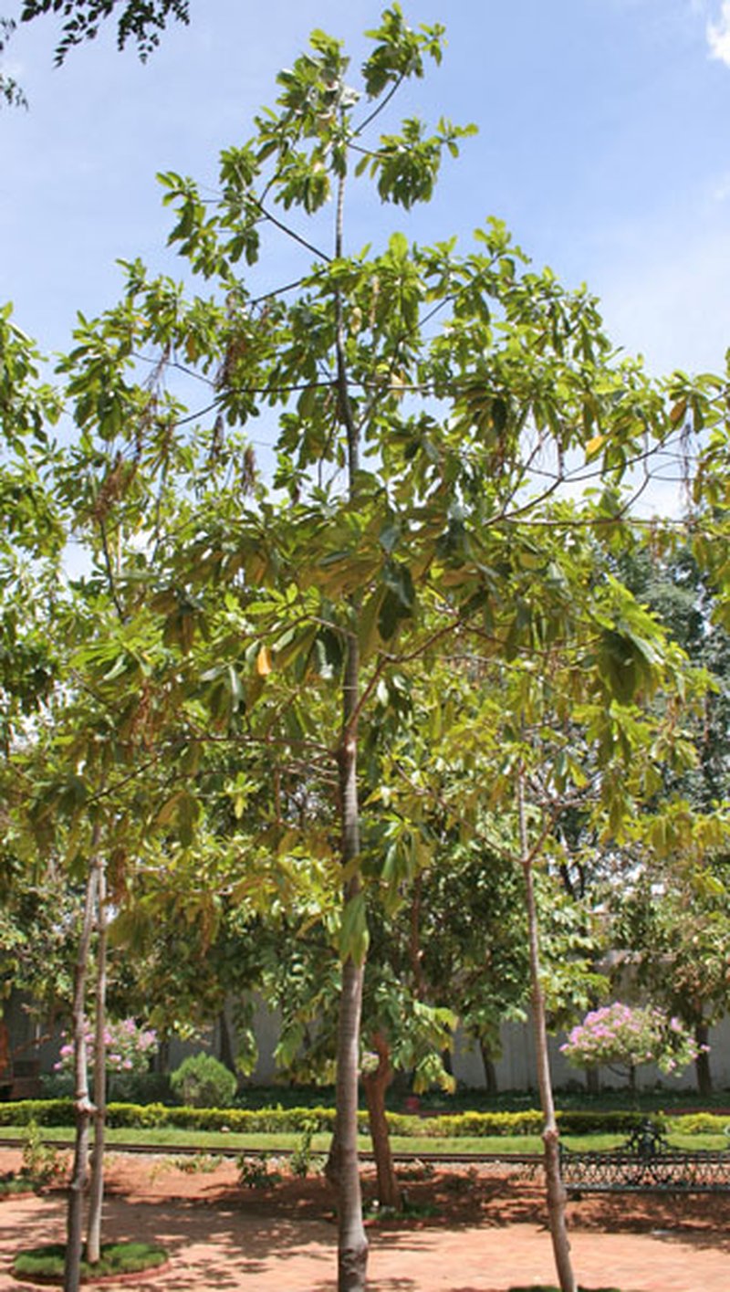 Deviltree photo 6