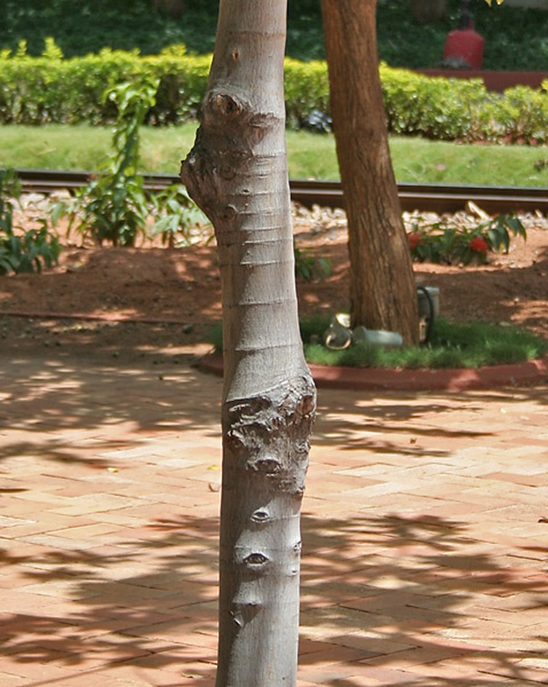 Deviltree photo 7