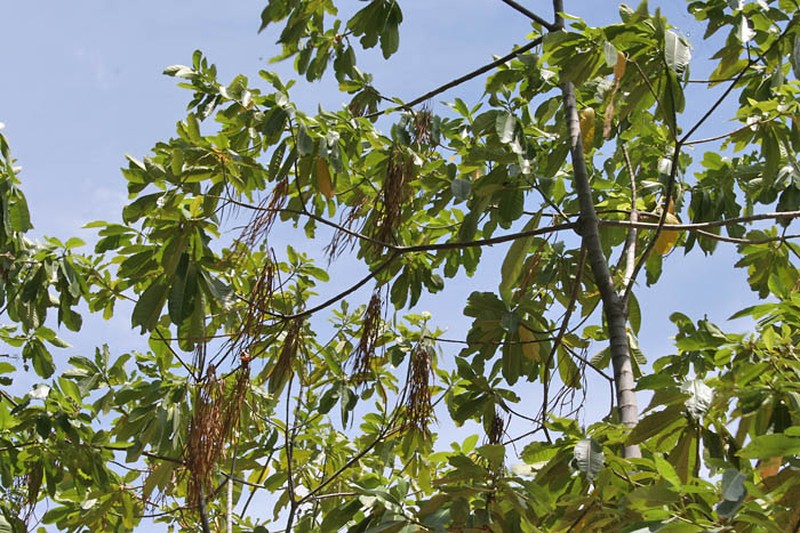 Deviltree photo 8