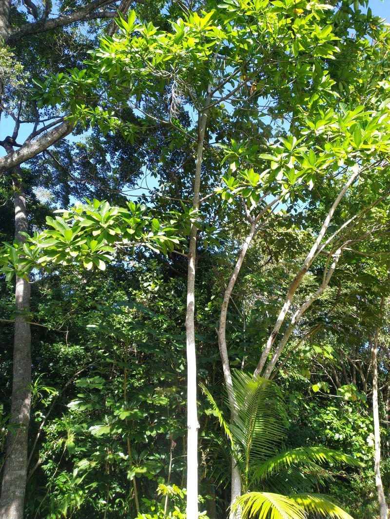 Alstonia muelleriana photo 2