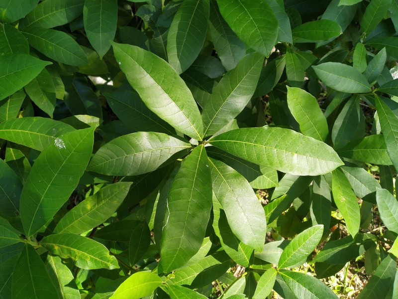 Alstonia muelleriana photo 3