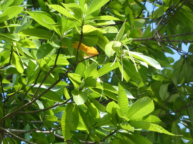 Alstonia muelleriana photo 4