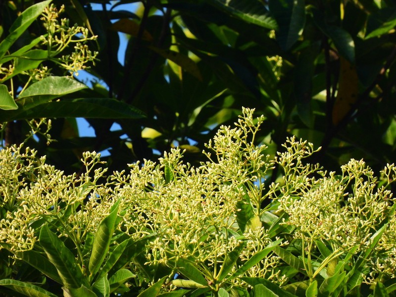 Alstonia muelleriana photo 5