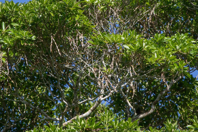 Alstonia muelleriana photo 6