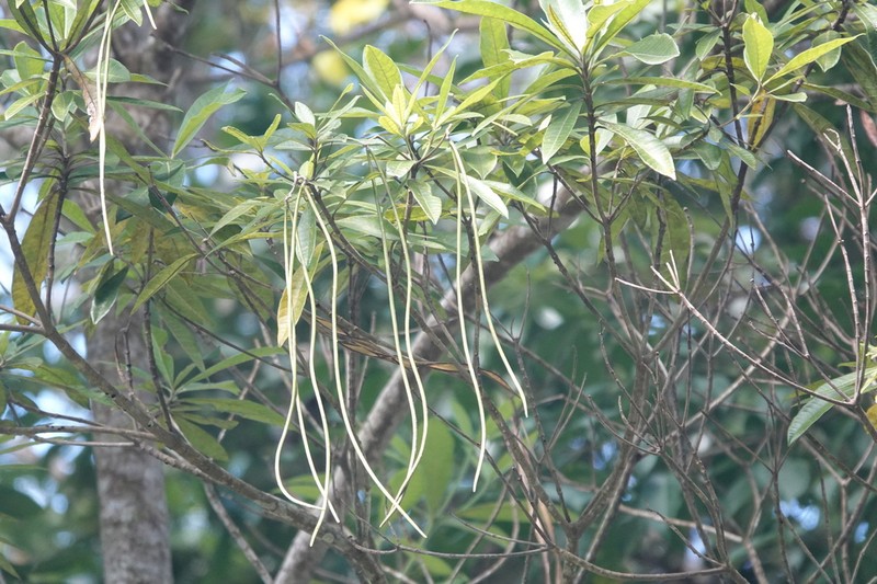 Alstonia muelleriana photo 7