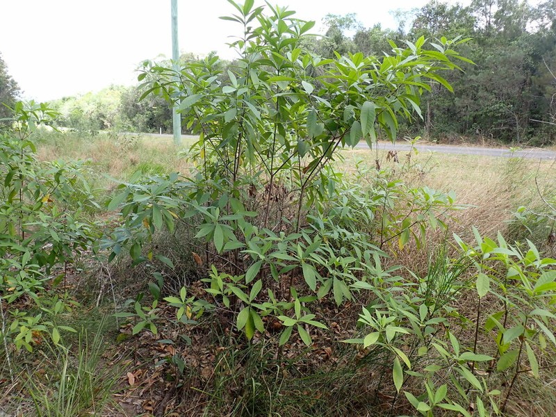 Alstonia muelleriana photo 8