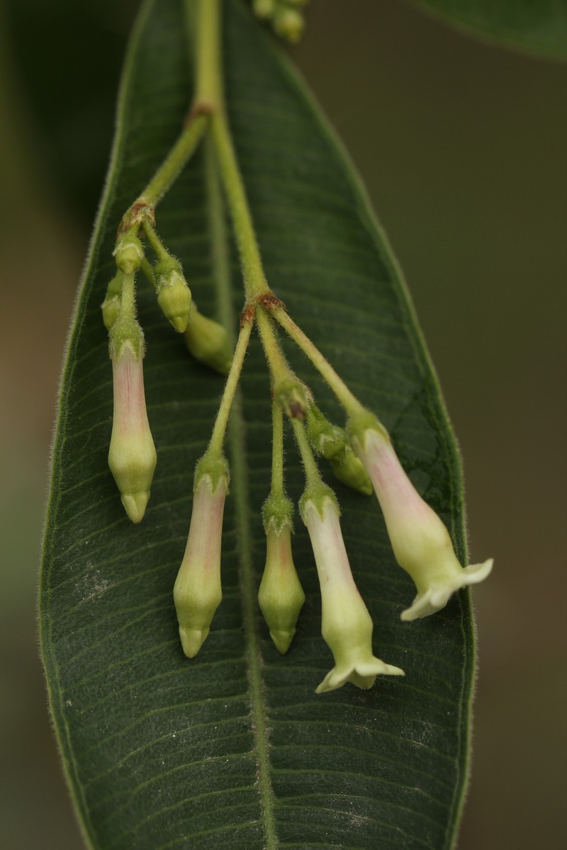 Alstonia neriifolia photo 2