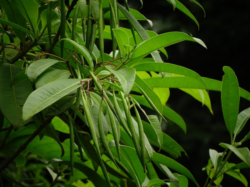Alstonia neriifolia photo 3