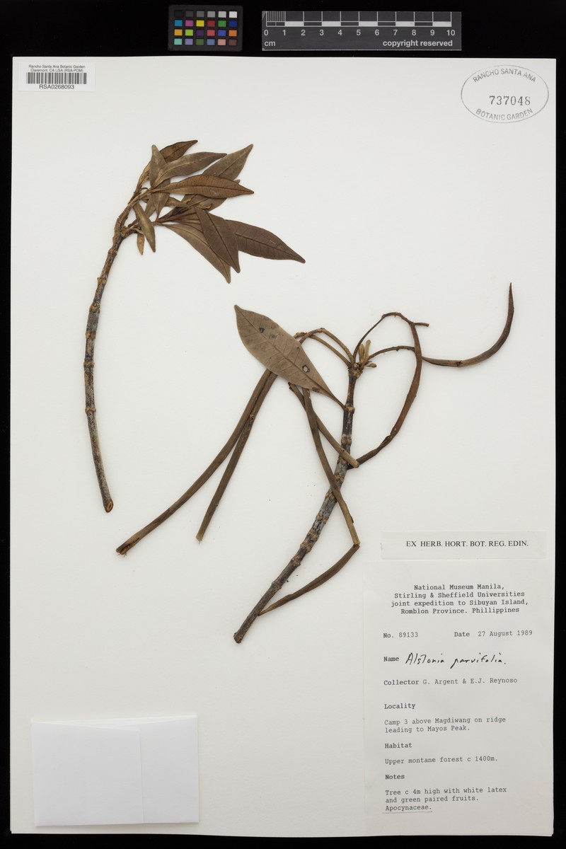Alstonia parvifolia