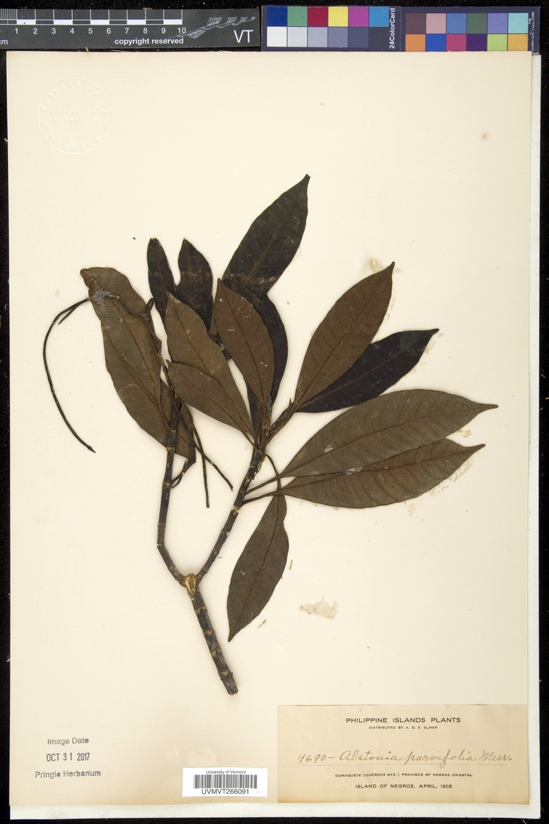 Alstonia parvifolia photo 2