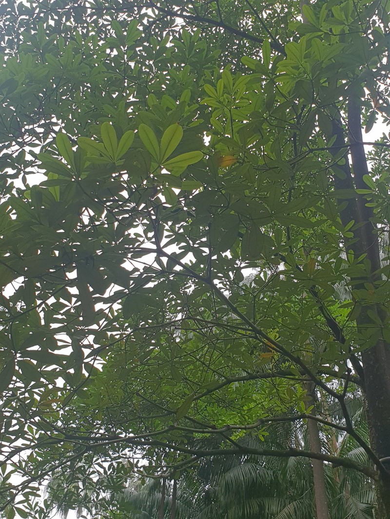Alstonia pneumatophora photo 2