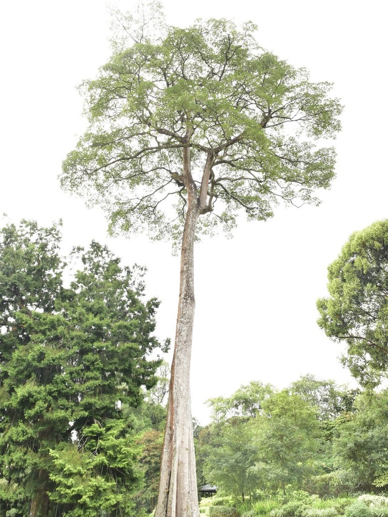 Alstonia pneumatophora photo 3