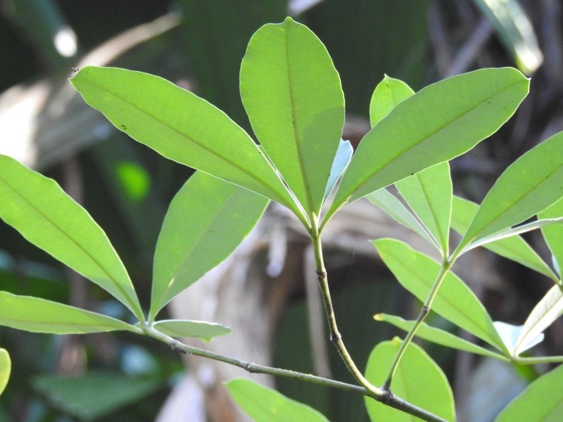 Alstonia pneumatophora photo 4