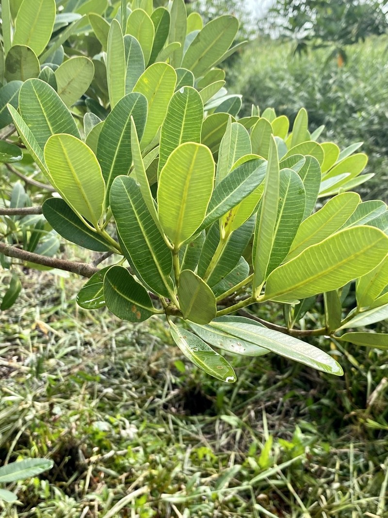 Alstonia pneumatophora photo 5