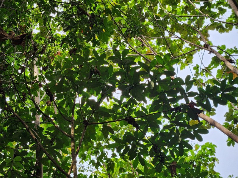 Alstonia pneumatophora photo 7