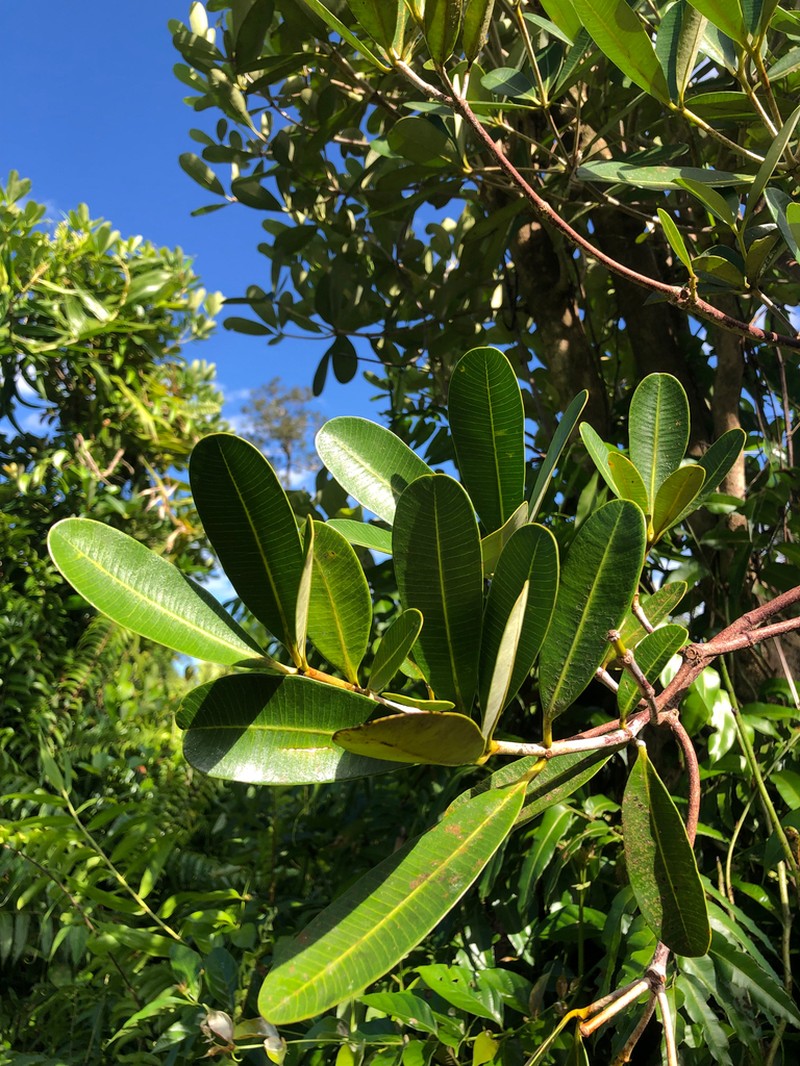 Alstonia pneumatophora photo 8