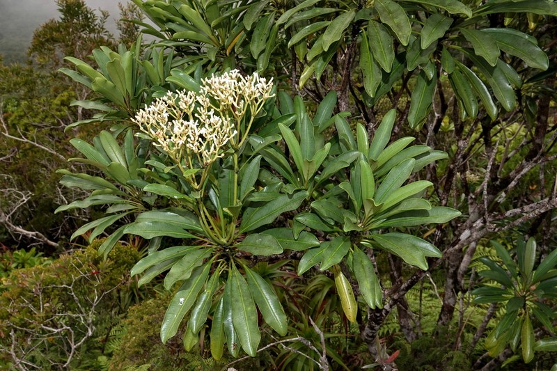 Alstonia quaternata