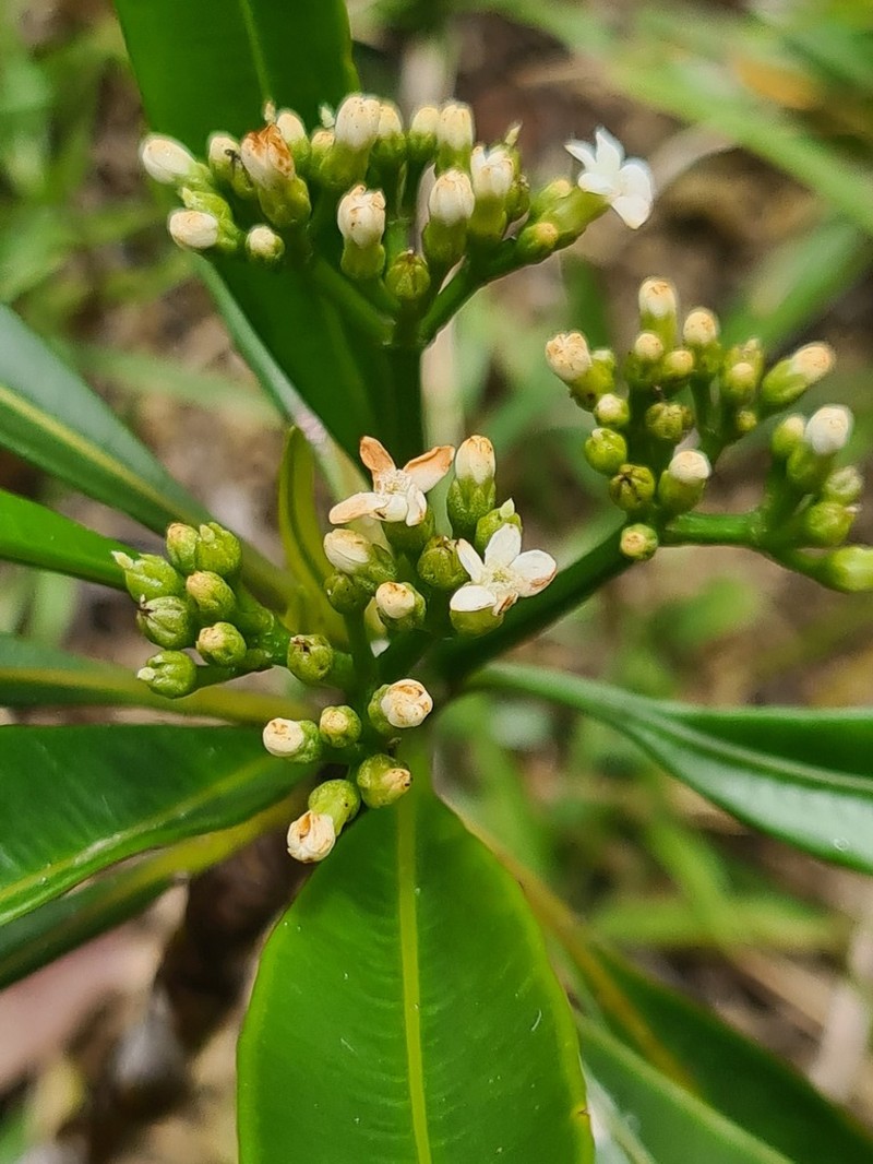 Alstonia quaternata photo 2