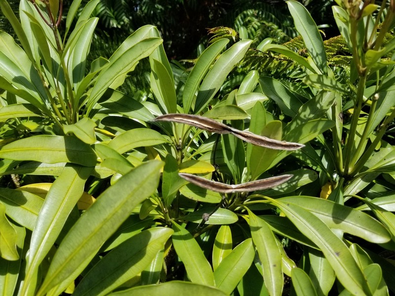 Alstonia quaternata photo 3