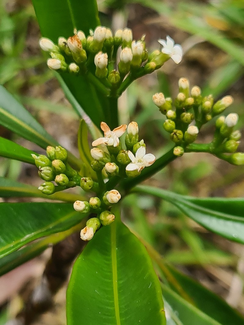 Alstonia quaternata photo 4